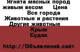 Ягнята мясных пород живым весом.  › Цена ­ 125 - Все города Животные и растения » Другие животные   . Крым,Судак